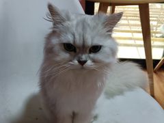 -李小姐の猫咖啡馆(五角场店)