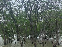 -宝安西湾红树林湿地公园