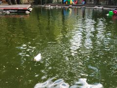 -大鹅岛绿色生态美食园