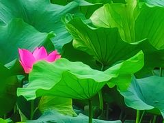 -翠湖宾馆·中餐厅