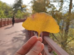 -大余丫山旅游度假区