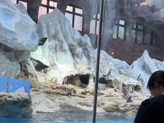 -帝企鹅自助餐厅•儿童岛•真企鹅(长隆企鹅酒店)