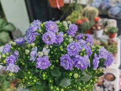 -溪岸路花鸟市场