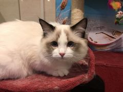 静静的注视-Bastet sally猫舍购宠(静安店)