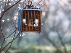 -梅花山(明孝陵内)