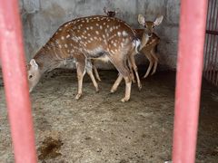 -青峰峡国家森林公园