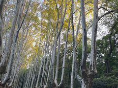 -灵谷景区