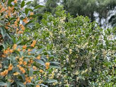 -贡湖湾湿地公园