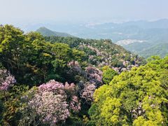 -梧桐山风景名胜区