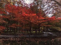 -上海共青森林公园