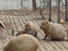 -合肥野生动物园