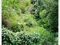 -银湖山郊野公园-相思林