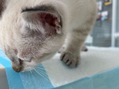 -美美宠物诊疗中心·异宠·骨科(滨江东信分院)