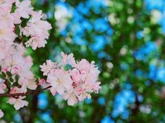 -北京国际鲜花港