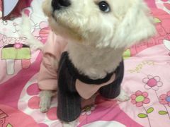 -翊宠yipet猫狗购宠庄园犬舍•猫舍