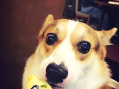 -百好乐宠物友好餐厅(朝外大街店)