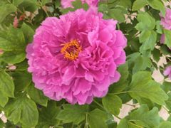 -洛阳宴·洛阳菜(南昌路店)