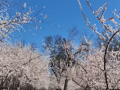 -桃花堤公园
