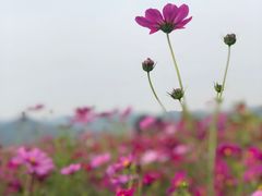 -君乐宝优致牧场