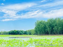 -东郊湿地公园
