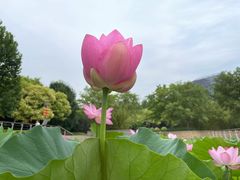 -大望京公园