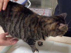 -动物缘宠物医院·骨科·猫科(西二环店)