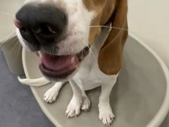 -有喵·猫咖·狗咖·40+猫狗有小奶狗(岗厦店)