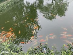 -西湖外事游船(花港观鱼码头)