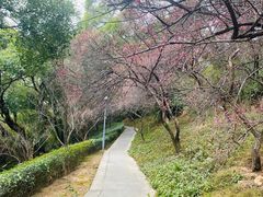 -金鸡山公园