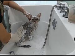 -爱洗澡的猫(望京店)