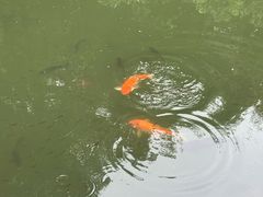 -石老人观光园
