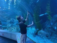 -芜湖新华联大白鲸海洋公园