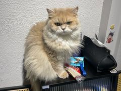-琪喵猫屋·撸猫猫咖·猫舍