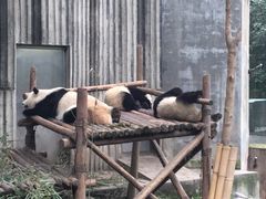 -成都大熊猫繁育研究基地
