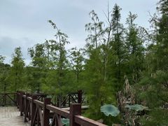-同里国家湿地公园