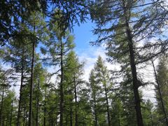 -塞罕坝国家级自然保护区