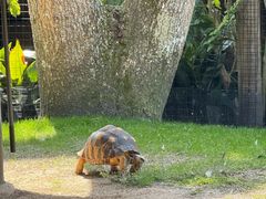-奥兰多迪士尼动物王国乐园