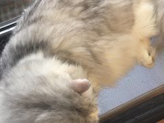 -MOYOYO猫咪咖啡店