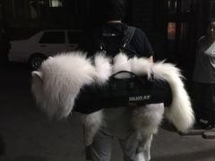 -北京赛佳动物医院