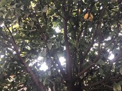 -朱鸿兴面馆(镇湖店)