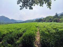 -中国茶叶博物馆(双峰馆区)