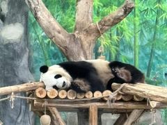 -灵玲国际马戏城