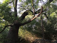 -红楼梦邮局