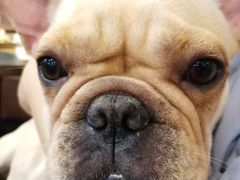 -柯斗斗主题餐厅·狗咖·围炉煮茶·茶饮(国瑞升平里店)