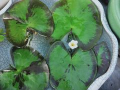 -秦美花卉(天朗·莱茵小城2期店)