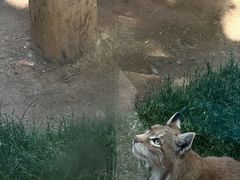 -青藏高原野生动物园