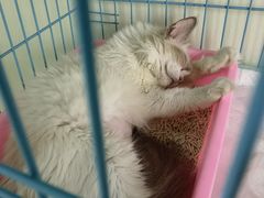 -艾吉宠物医院·疑难杂症转诊中心·猫友好(碧江路院)