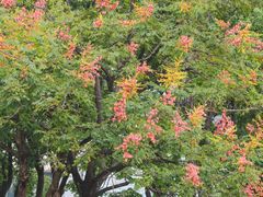 -西湖文化广场