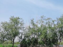 -绿堤公园
