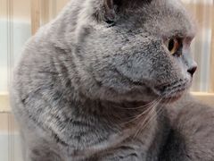 -猫小院猫主题咖啡厅(北锣店)